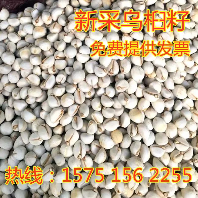 乌桕种子新乌桕树苗种籽山乌桕腊子树桕子木子树林木散装