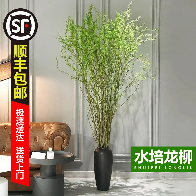 【顺丰包邮】到手13支1.6到1.7米国风龙柳鲜枝美观水培绿植四季可养