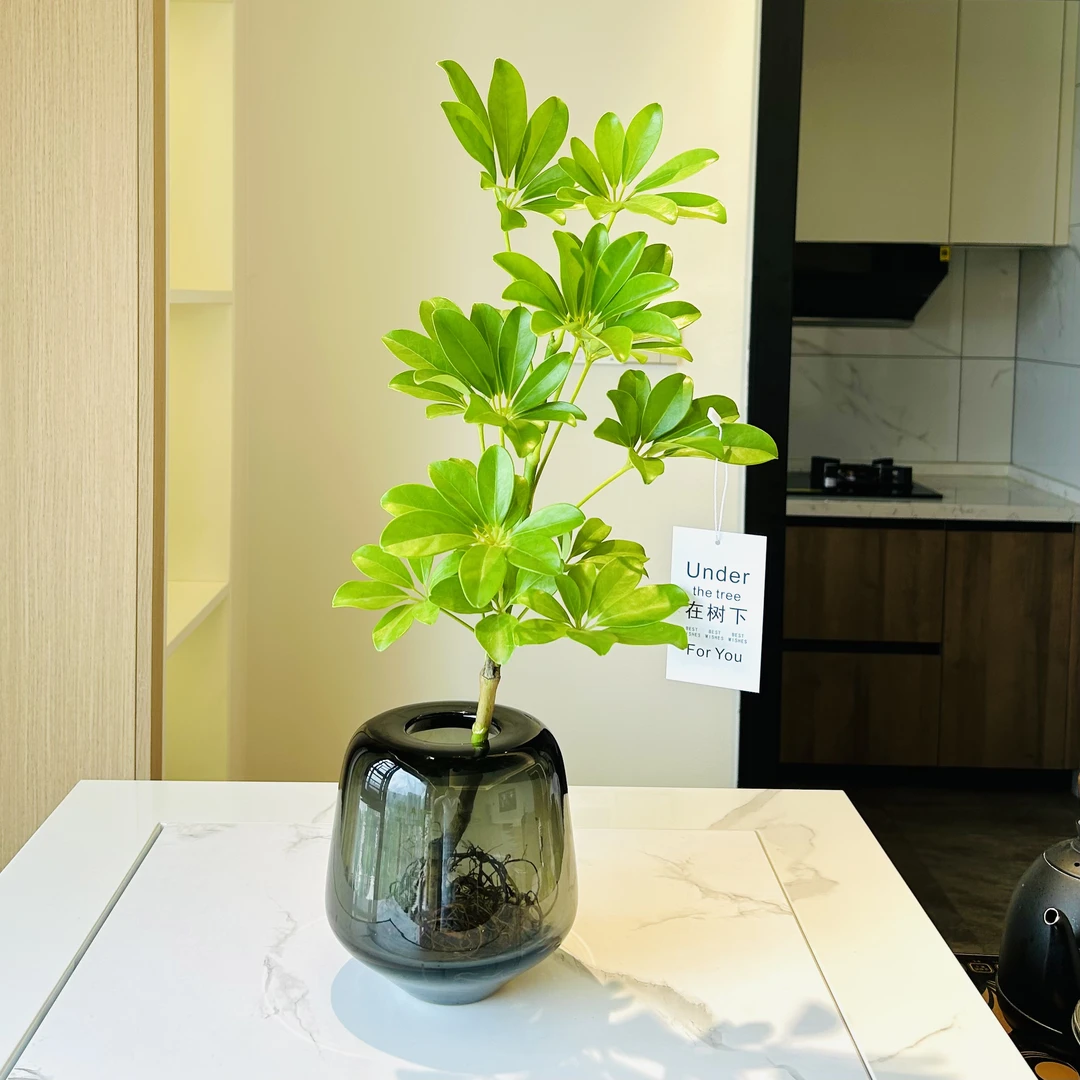 雅韵阁鸭脚木鸭掌木盆栽盆景室内阳台办公室绿色美观植物花卉绿植