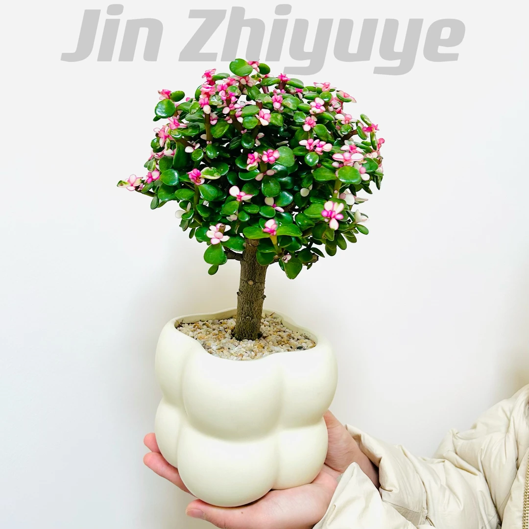 老桩金枝玉叶多肉盆栽盆景室内客厅办公室前台绿色趣味花卉绿植