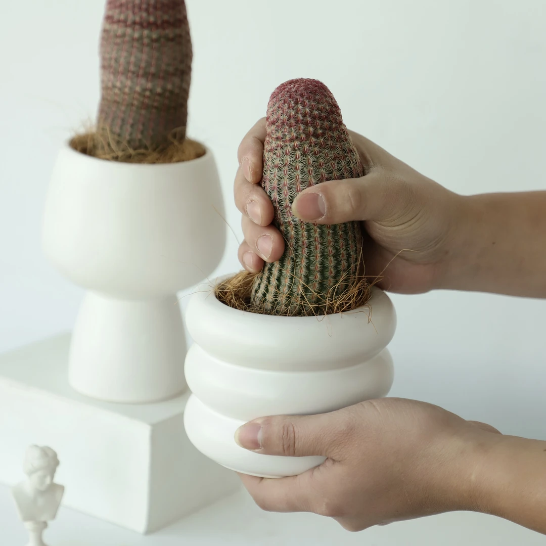 雅韵阁红太阳仙人球仙人掌耐旱盆栽盆景室内阳台耐阴好养花卉绿植