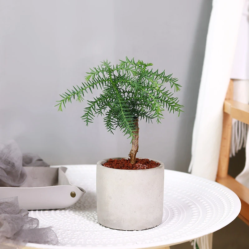 小澳洲杉 北欧ins风稀有桌面办公室绿植好养活室内真盆栽植物四季