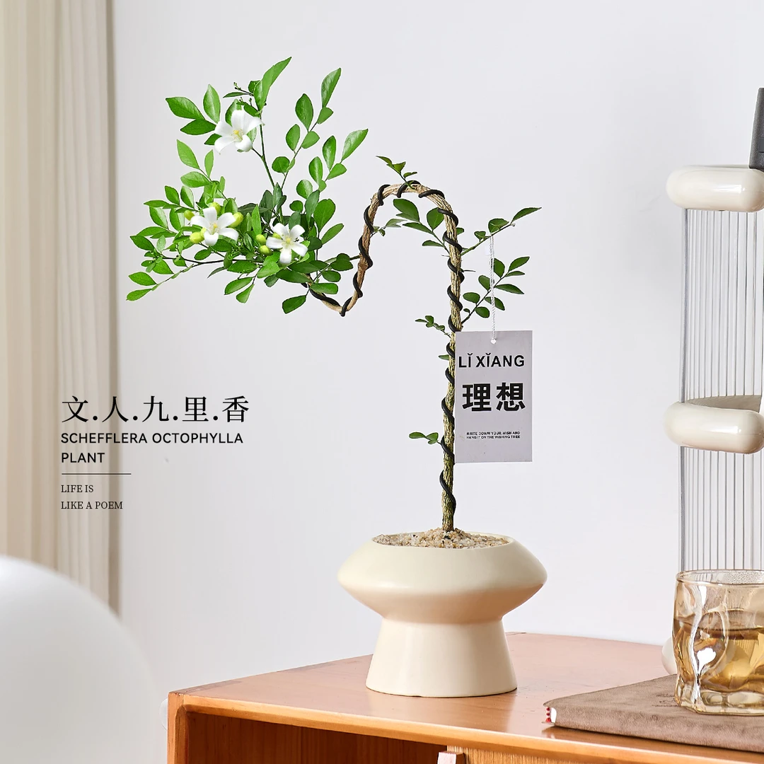 文人九里香盆栽绿植室内办公室客厅好养活四季植物七里香老桩盆景