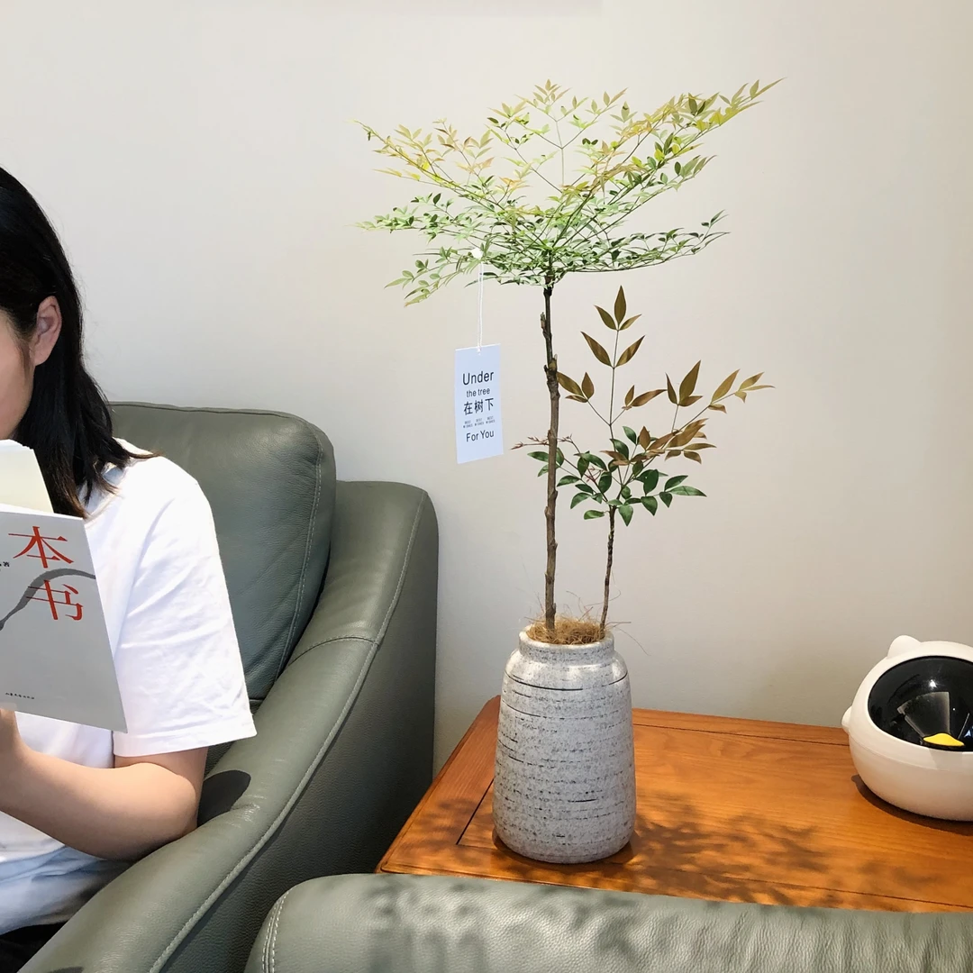 雅韵阁禅意简约风南天竹盆栽盆景室内阳台办公室耐阴好养花卉绿植