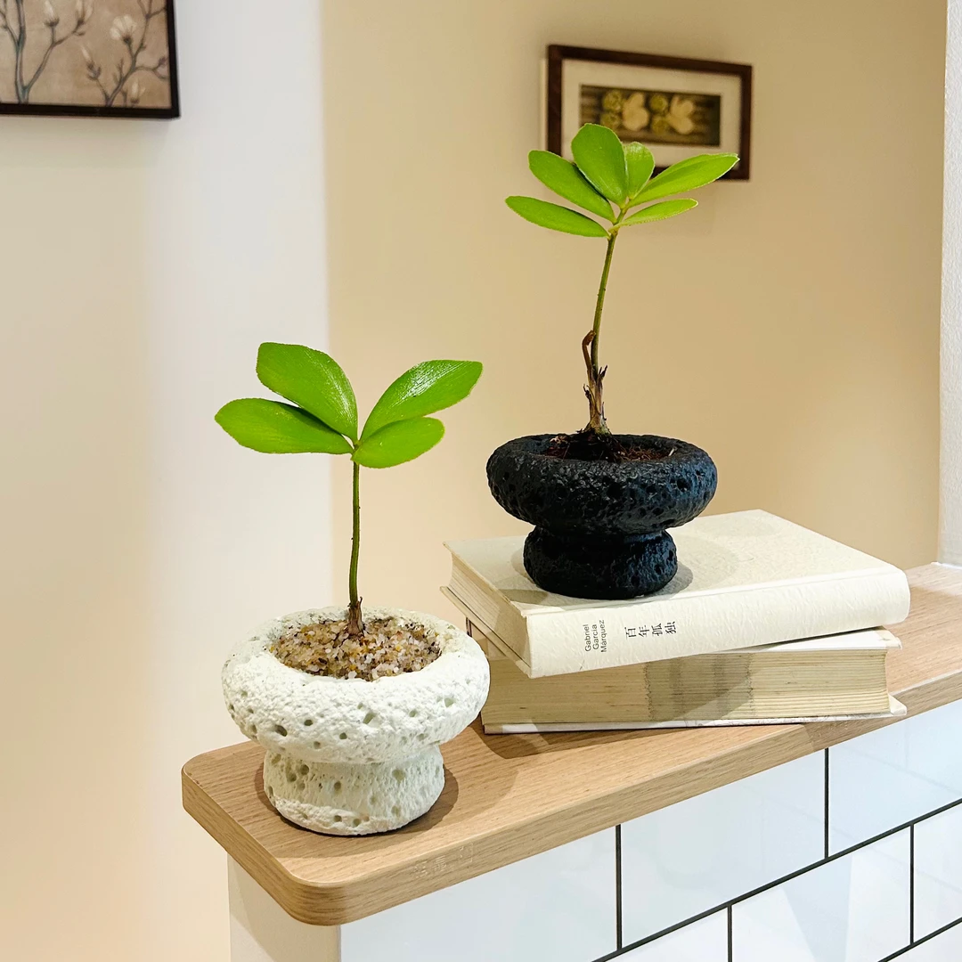 墨西哥铁树宝宝盆栽盆景室内客厅办公室桌面观叶趣味绿色花卉绿植