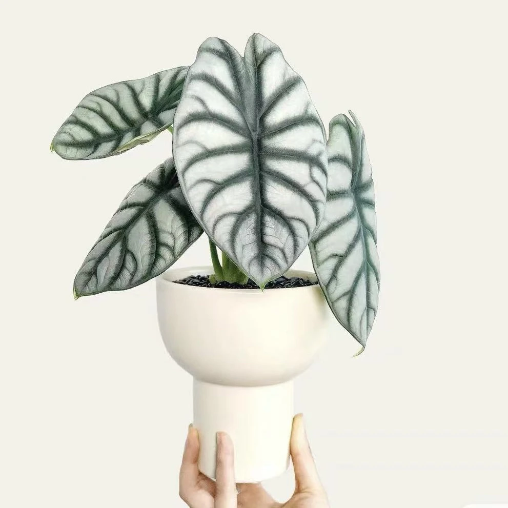 白犀牛海芋竹芋绿萝盆栽盆景室内客厅办公室前台桌面绿色花卉绿植