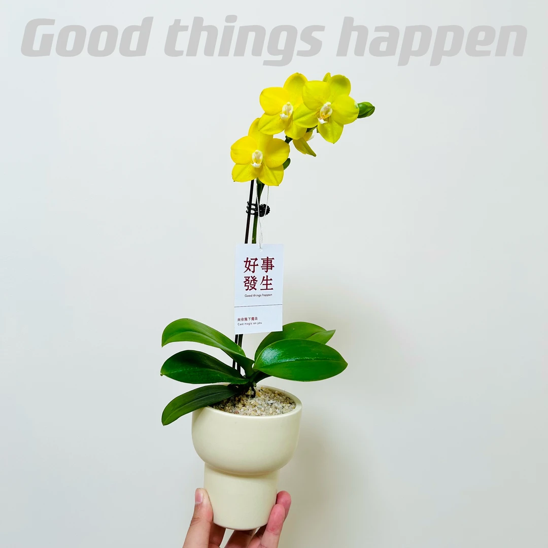 奶油简约风黄色蝴蝶兰花盆栽盆景室内客厅桌面带花苞好养花卉绿植