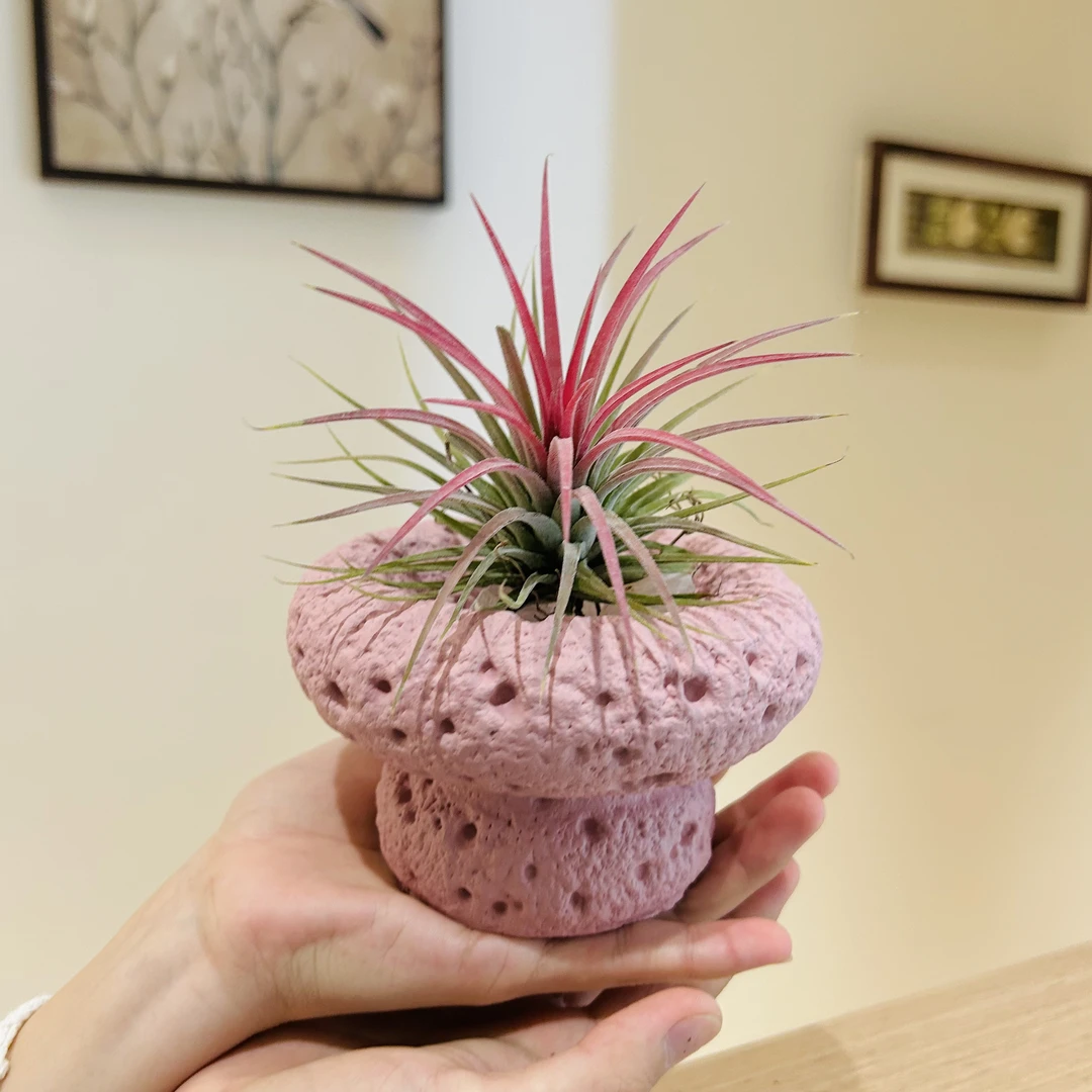 雅韵阁红精灵空气凤梨趣味盆栽室内客厅办公室桌面好养花卉绿植