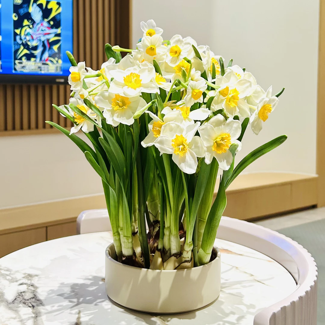 水培水仙花球鲜切花盆栽盆景室内客厅办公室前台阳台桌面观花花卉