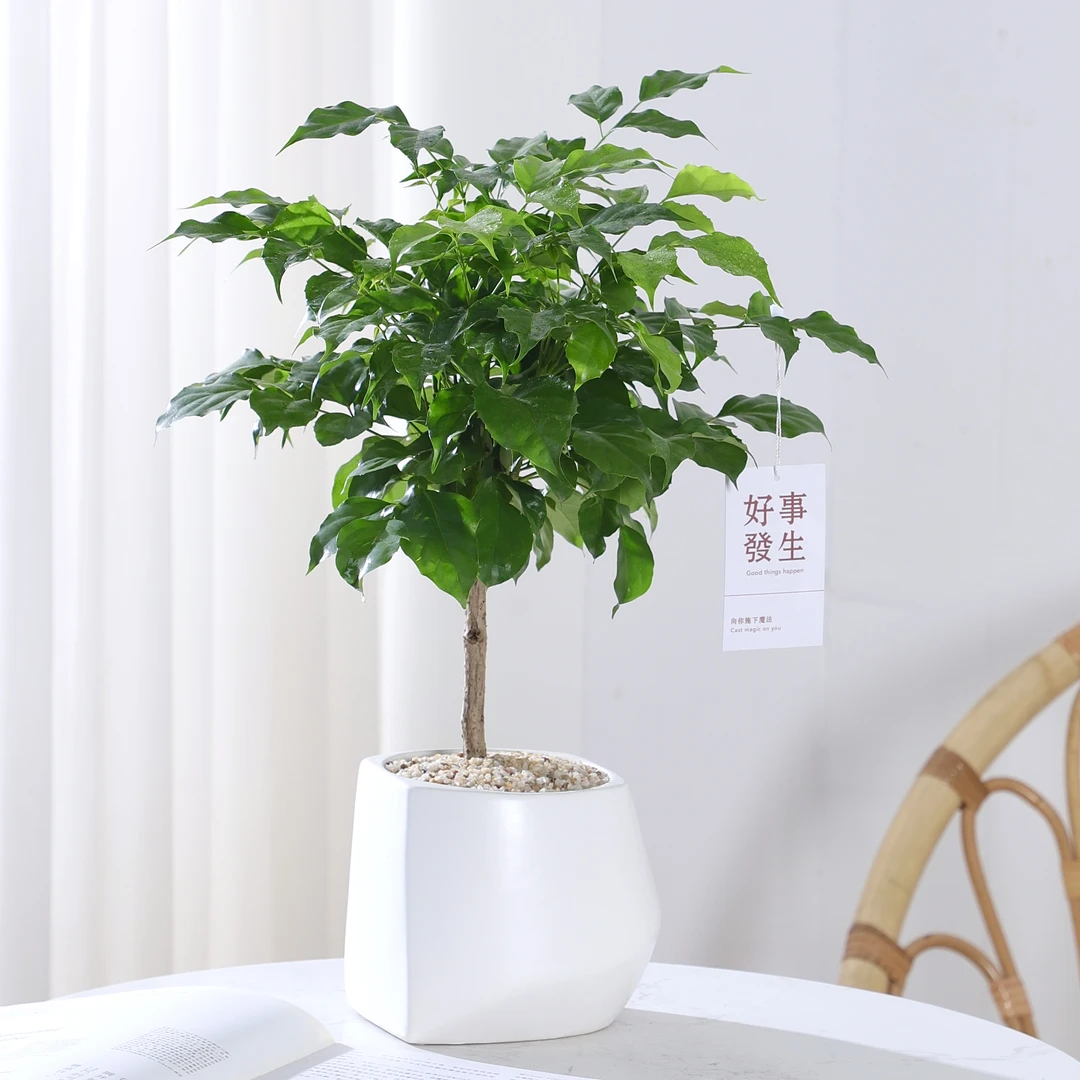 雅韵阁单杆老桩棒棒糖幸福树绿宝盆栽盆景室内阳台办公室耐阴好养