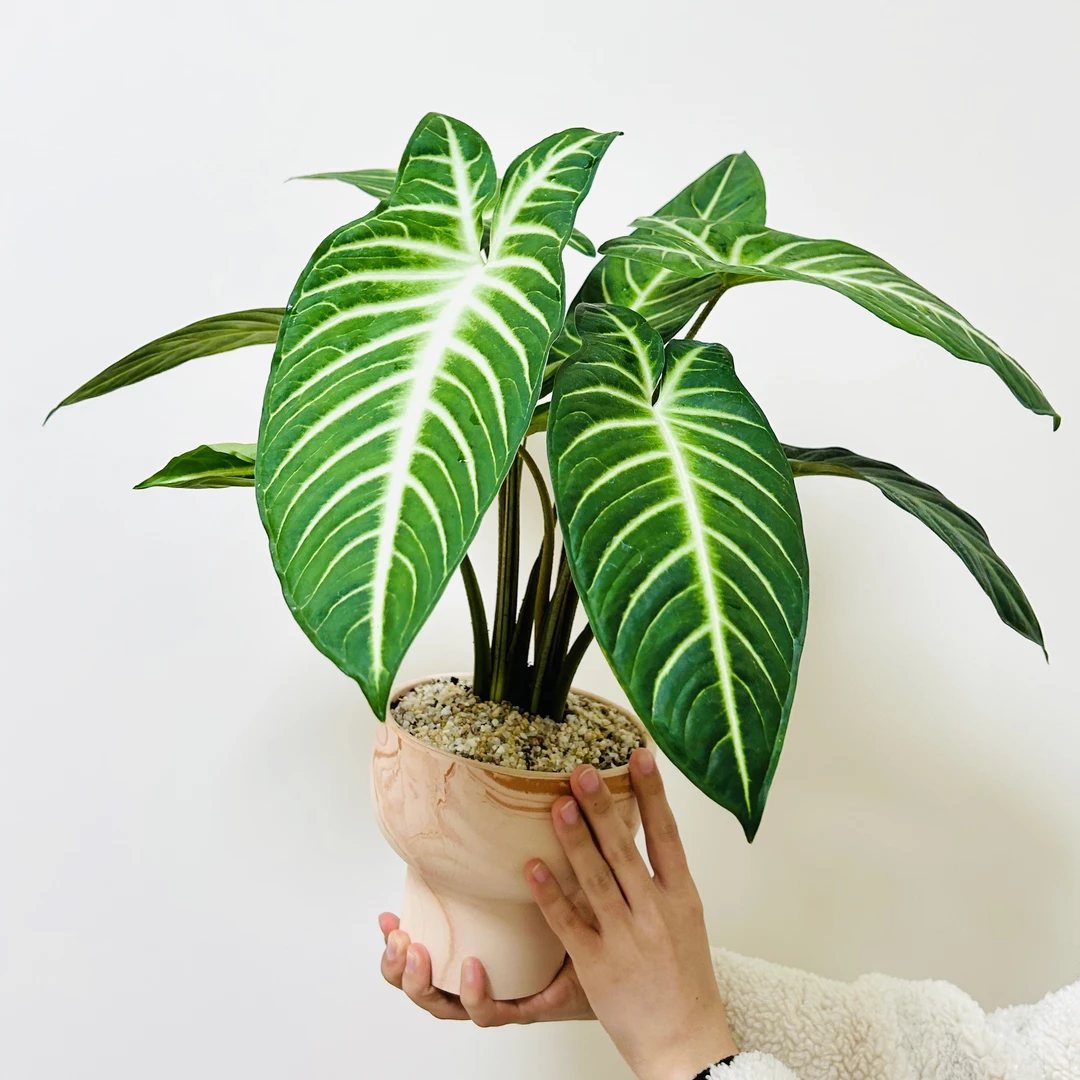 乳脉千年芋海芋竹芋大叶盆栽盆景室内客厅办公室桌面绿色花卉绿植