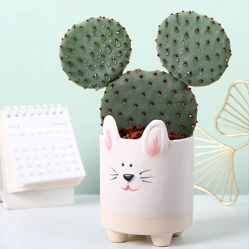 米奇造型仙人掌盆栽多肉植物稀有品种室内办公室网红绿植耐旱好养