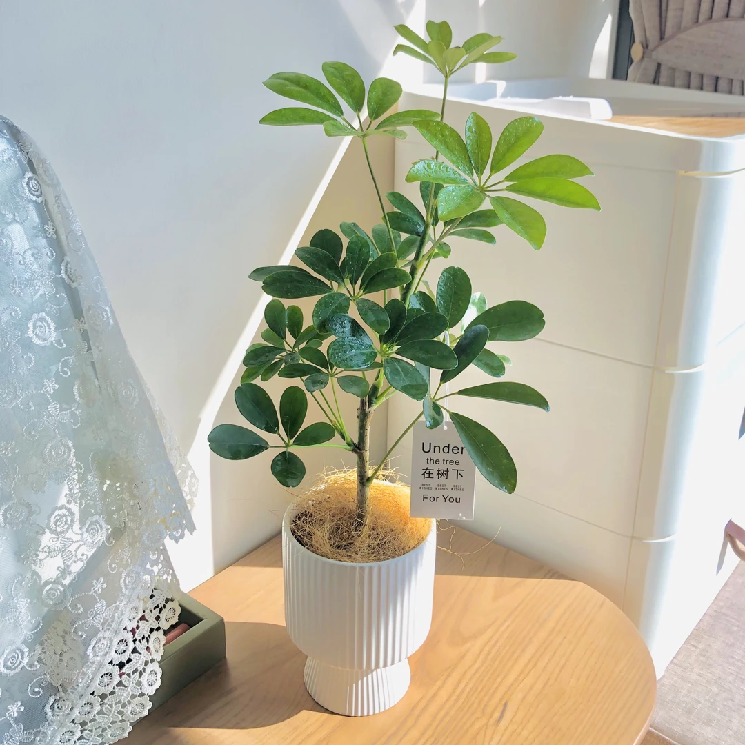 雅韵阁老桩鸭脚木盆栽室内办公室绿植好养北欧风七叶莲发财树植