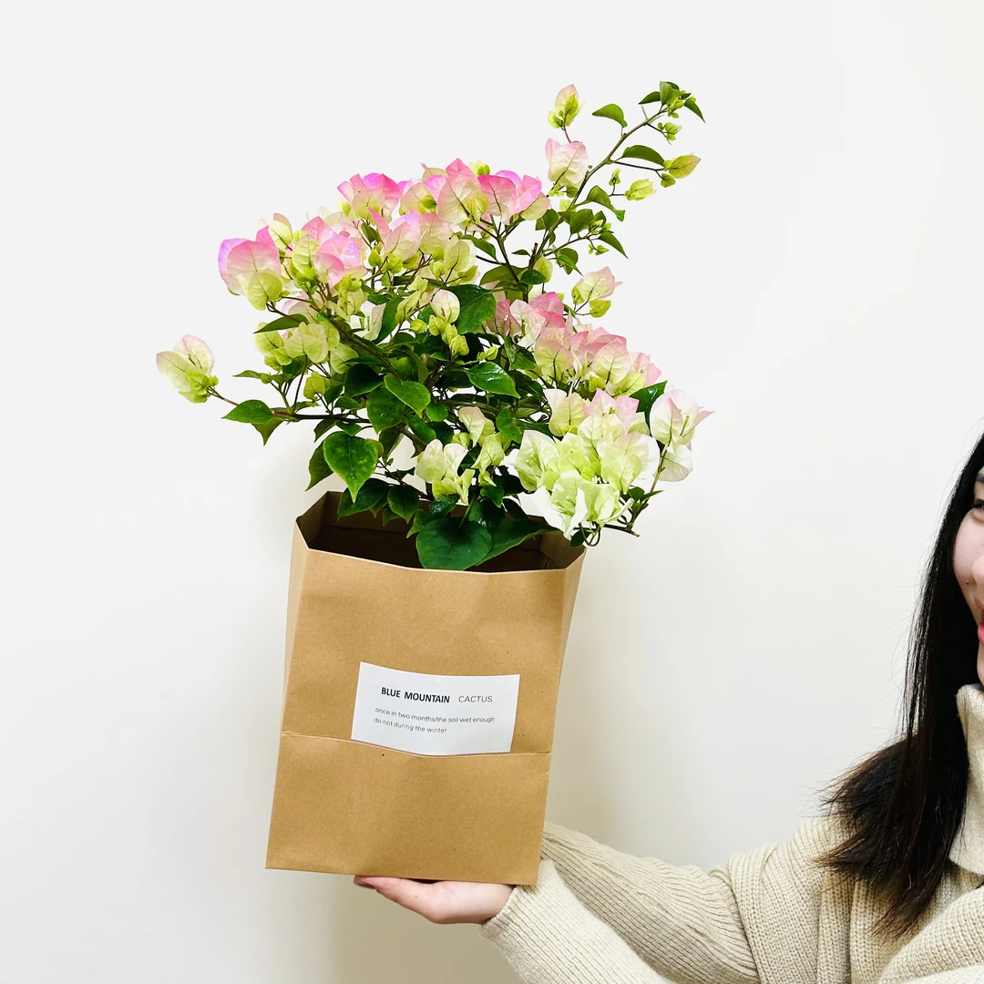 绿樱花三角梅带花苞盆栽盆景窗台阳台喜阳好养观花花卉绿植