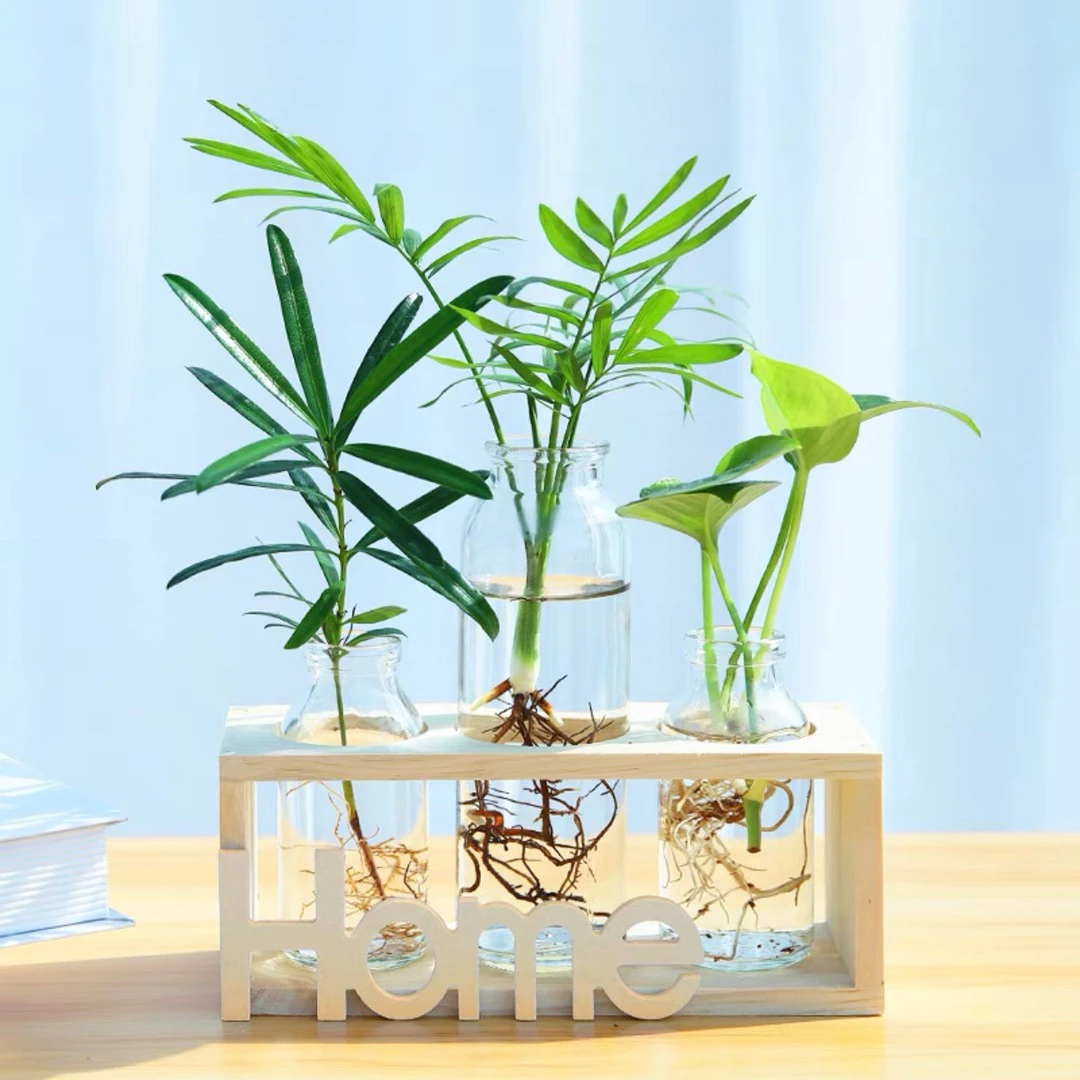 水培植物办公室玻璃瓶绿植室内桌面水养盆栽好养四季班级教室布置