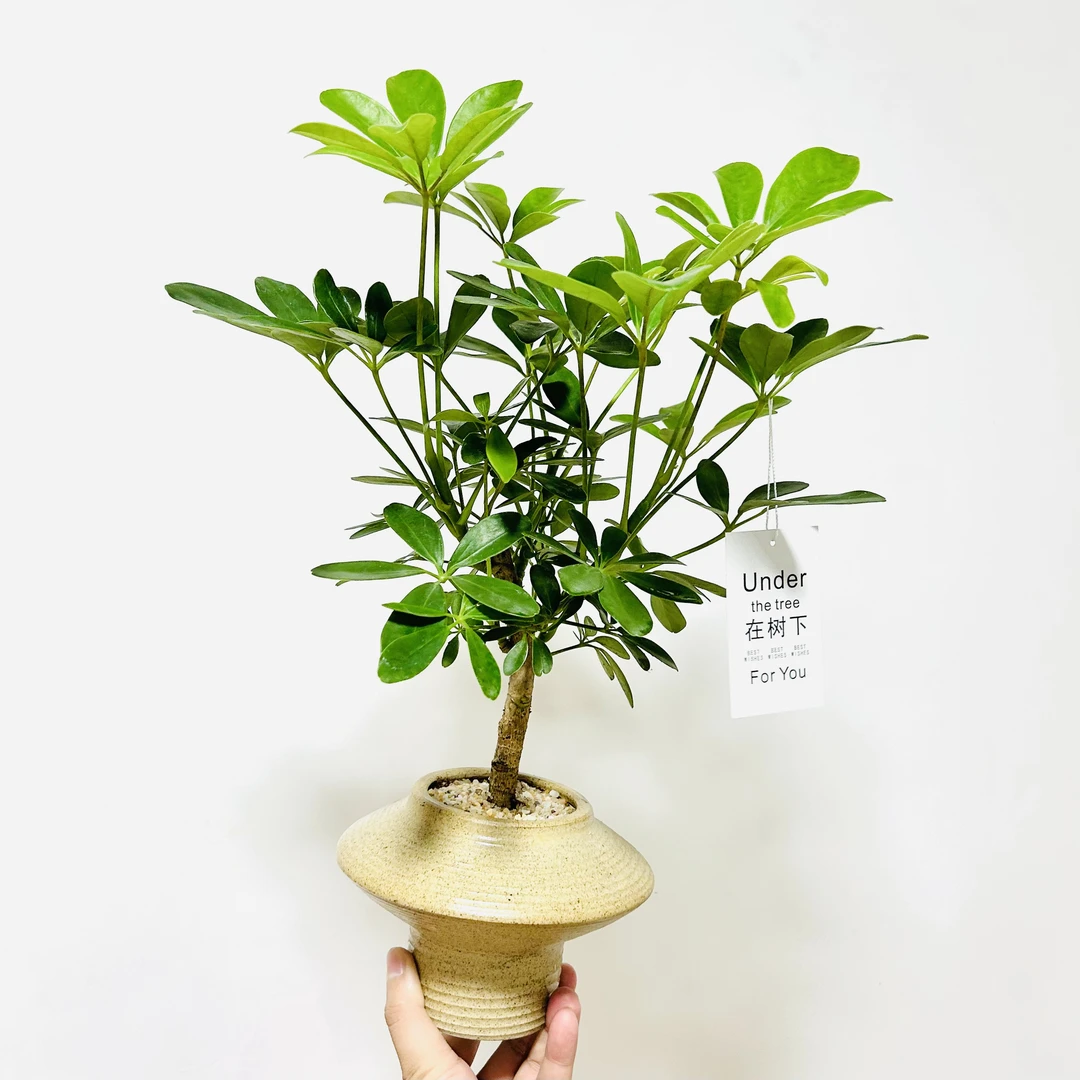 老桩鸭脚木鸭掌木盆栽盆景室内客厅办公室前台桌面绿色花卉绿植