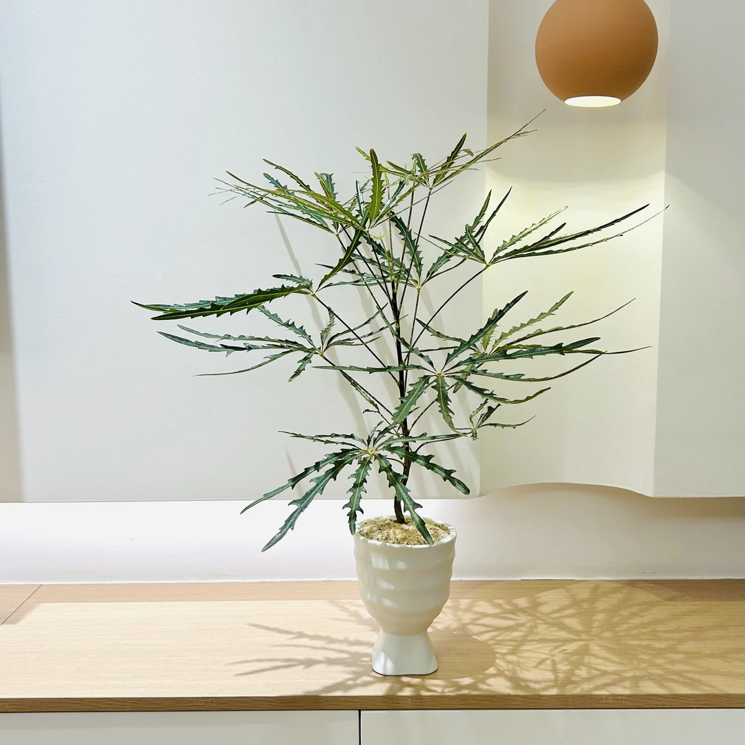 孔雀木盆栽盆景室内客厅办公室前台桌面观叶耐旱趣味花卉绿植好养