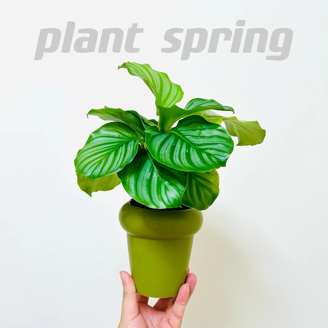 雅韵阁土培青苹果竹芋盆栽盆景室内办公室前台桌面绿色花卉绿植