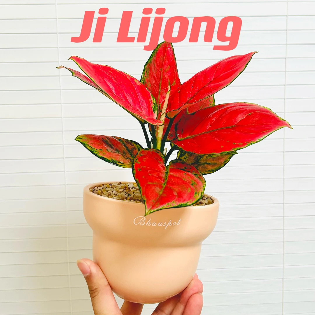吉利红竹芋海芋绿萝盆栽盆景室内客厅办公室前台桌面绿色花卉绿植