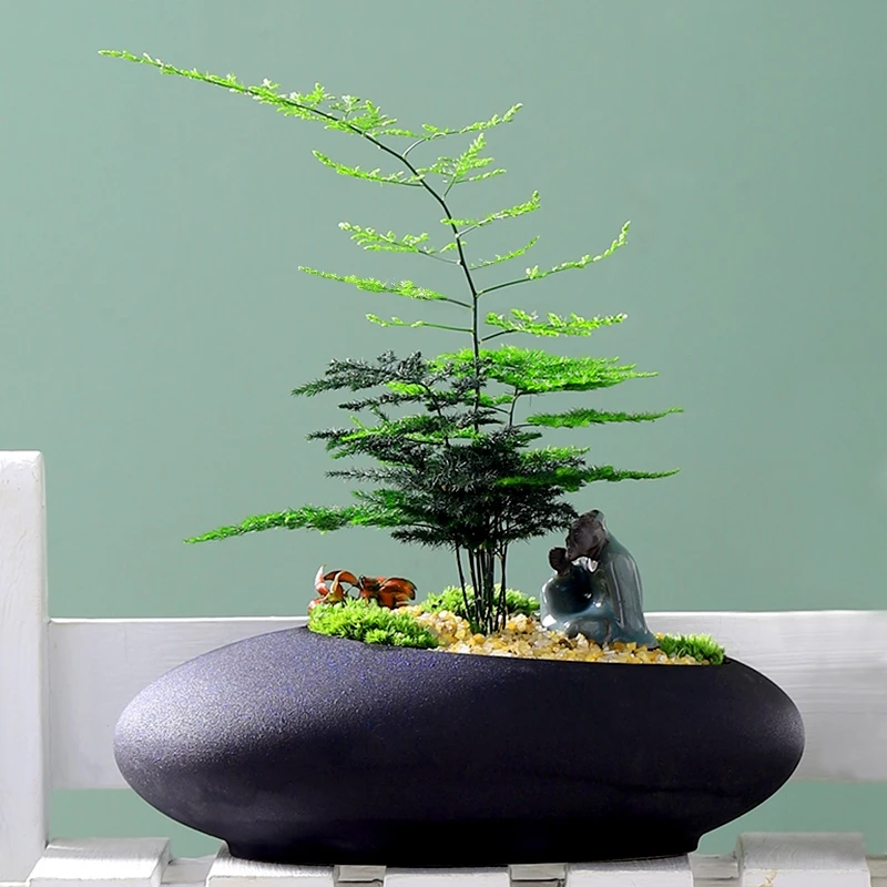 恒春文竹盆栽植物办公室绿植花卉室内桌面小盆景四季常青好养易活