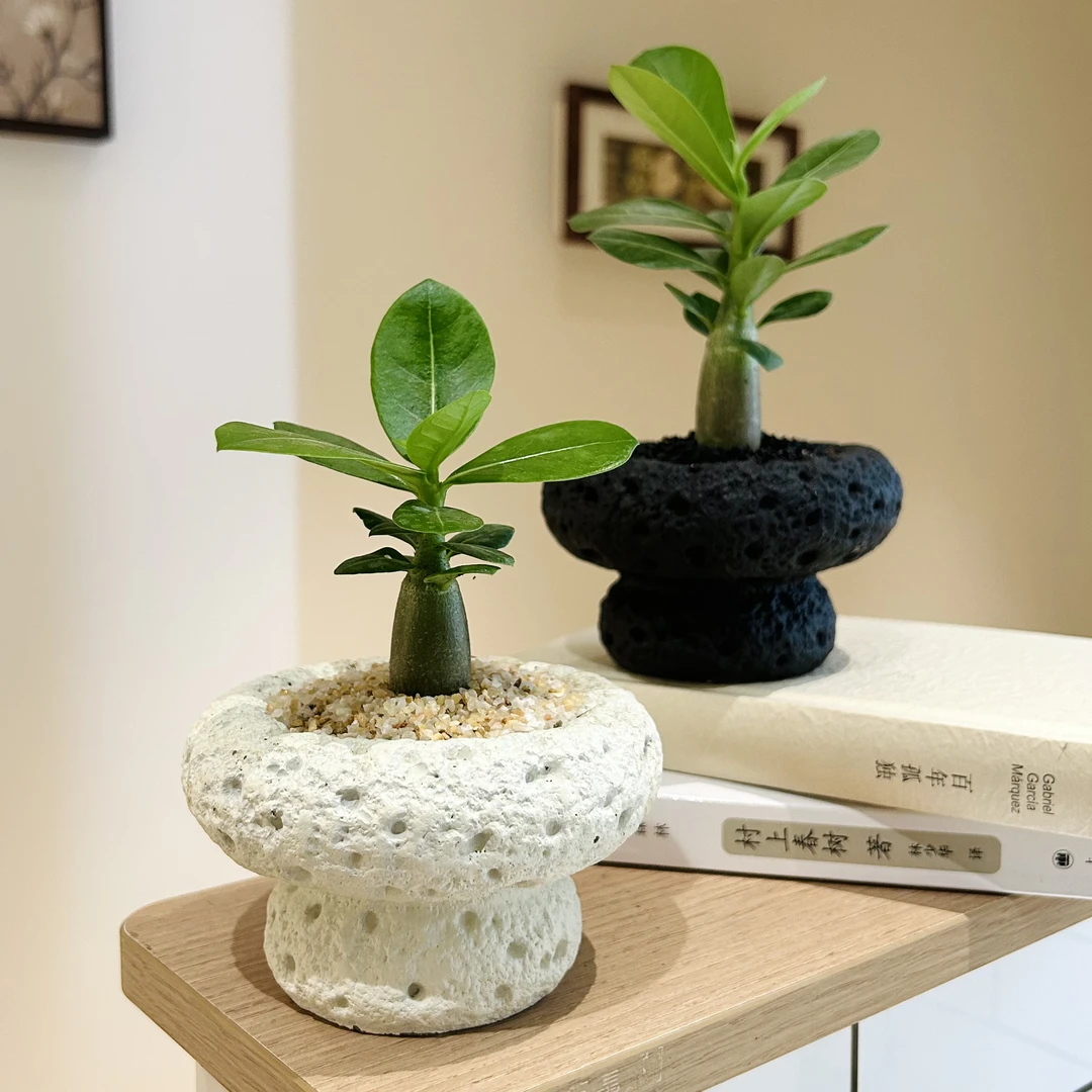 胖胖树沙漠玫瑰宝宝桩头盆栽盆景室内办公室桌面趣味多肉花卉绿植