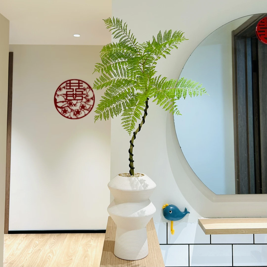 雅韵阁蓝花楹马醉木盆栽盆景室内阳台办公室前台美观绿色花卉绿植