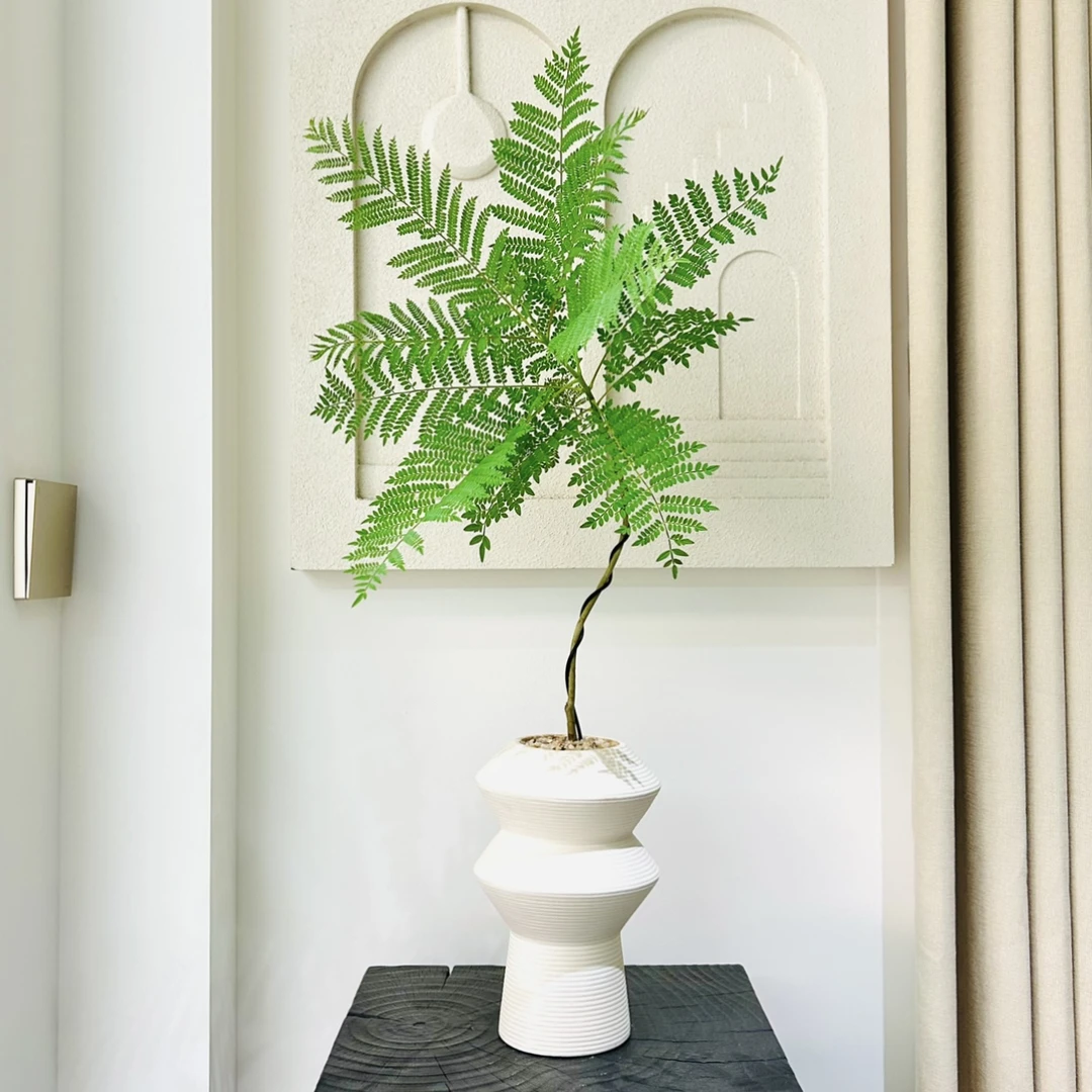 精选蓝花楹树苗办公室绿植室内盆栽桌面好养客厅小众的电视柜绿植