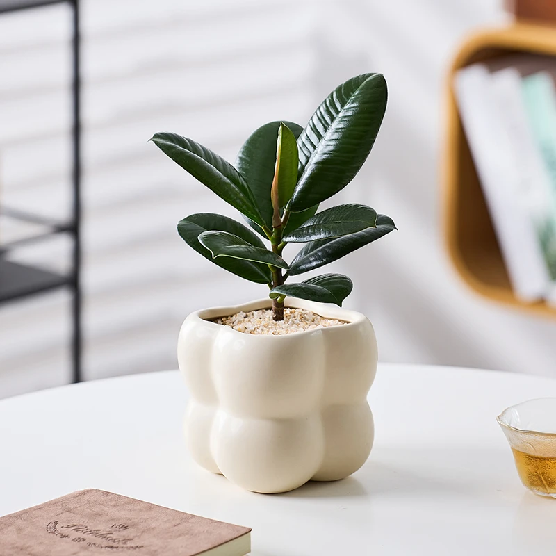 橡皮树绿金刚工位绿植小盆栽室内桌面热植懒人好养活四季观叶植物