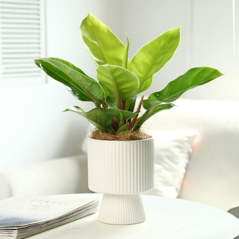 金帝王蔓绿绒办公室绿植室内盆栽电视柜旁边桌面阔叶花四季好养活