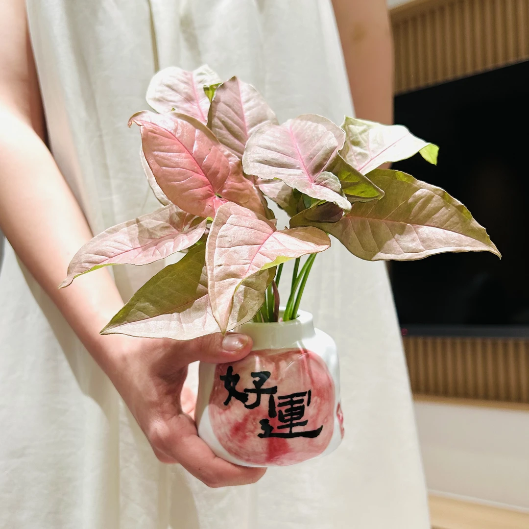 水培好运粉精灵合果芋竹芋盆栽盆景室内客厅办公室桌面花卉绿植