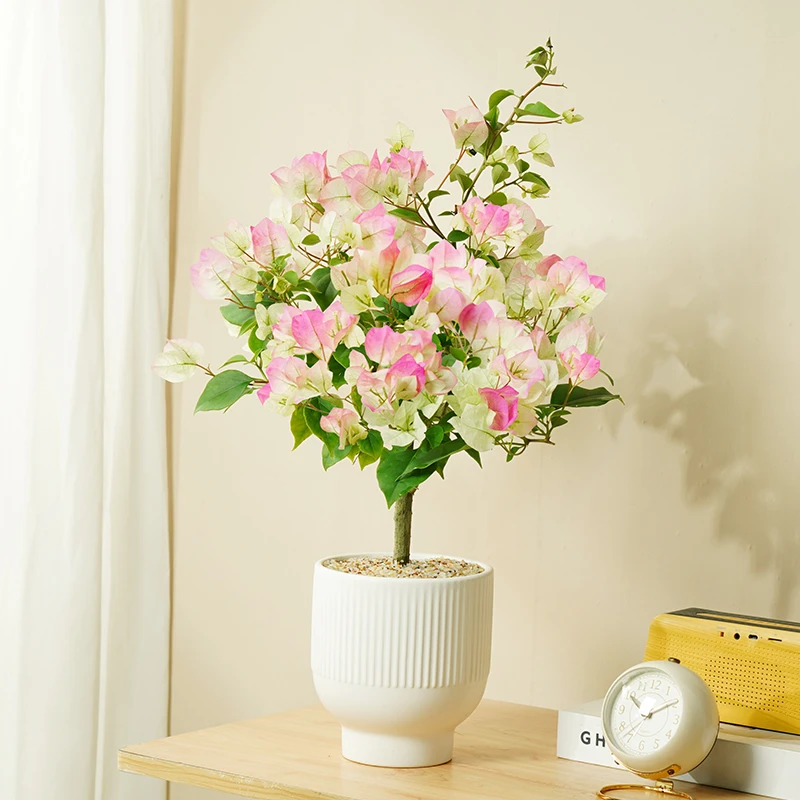 绿樱三角梅盆栽带花阳台庭院花卉易活四季开花绿植老桩植物可飘枝