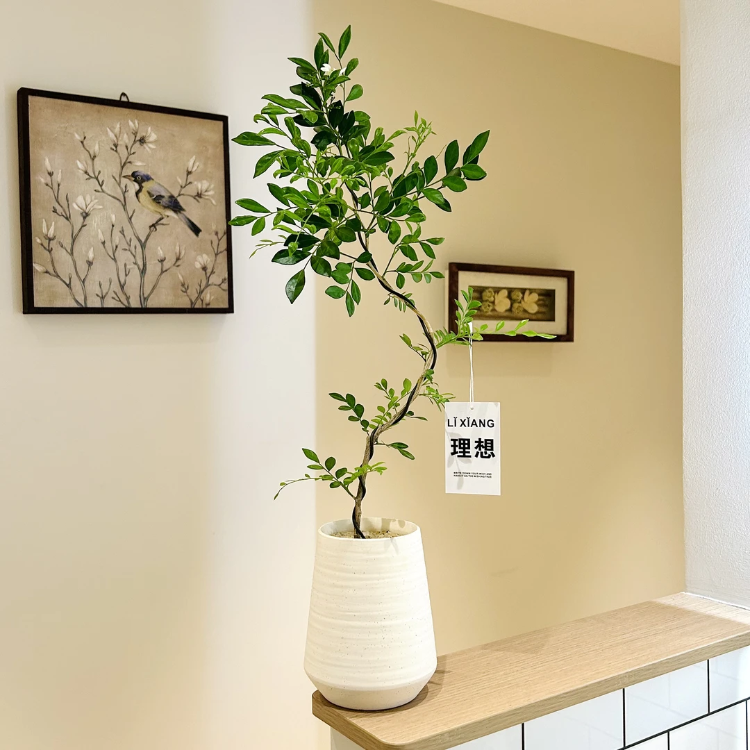 婀娜美人九里香七里香盆栽盆景室内客厅办公室桌面观叶花卉绿植