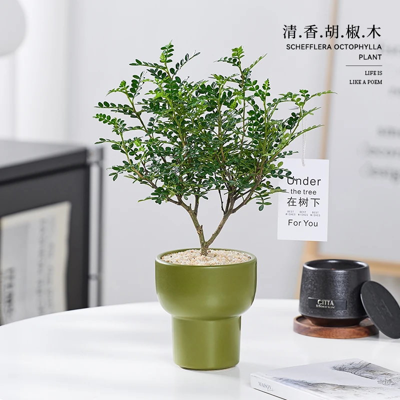清香胡椒木盆栽家里室内客厅办公室绿植好养活四季花卉驱蚊草植物