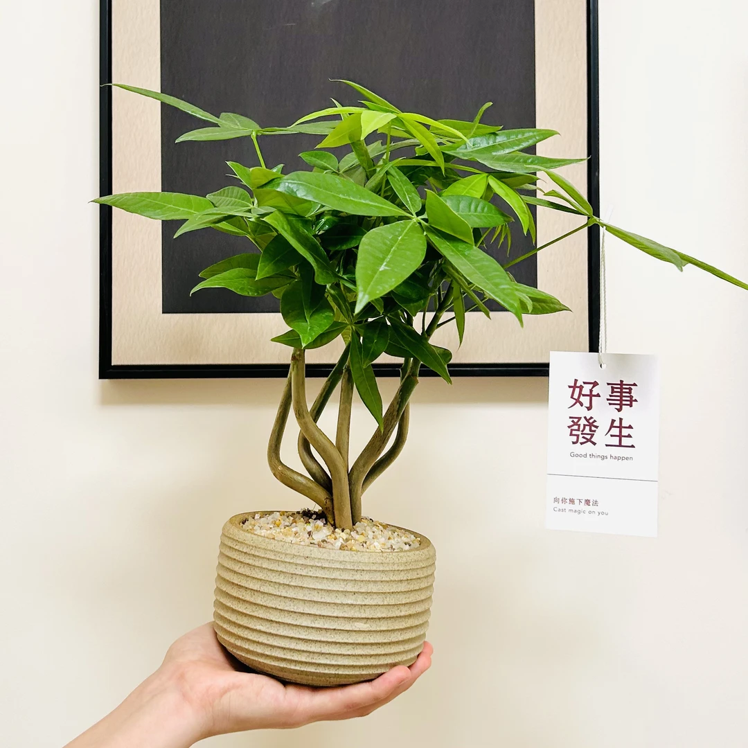 奇趣发财树幸福树盆栽盆景室内客厅办公室前台桌面绿色花卉绿植
