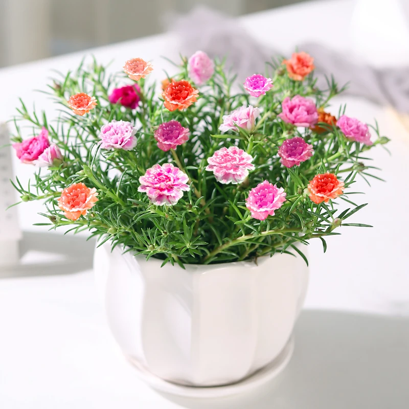 重瓣太阳花盆栽苗带花苞混色宿根好养的阳台花卉易活植物耐热四季