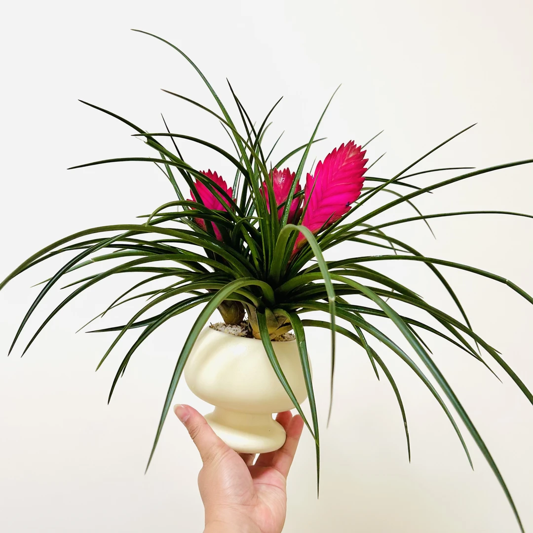 铁兰花带花剑盆栽盆景室内客厅办公室前台桌面观花好养花卉绿植