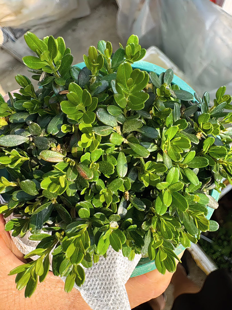 贵州米叶黄杨盆景一物以拍