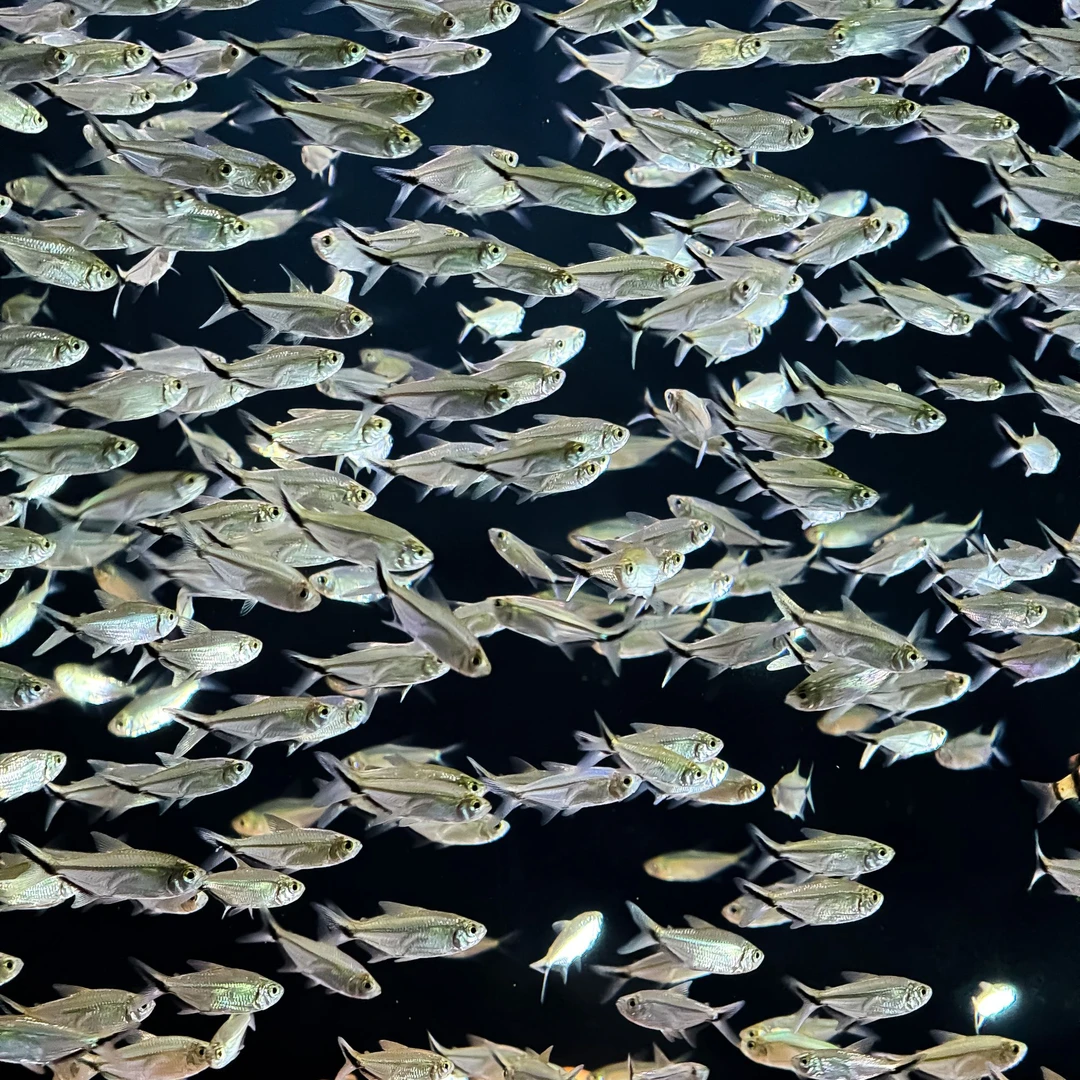 鱼游记热带观赏鱼淡水鱼黑尾大勾群游鱼