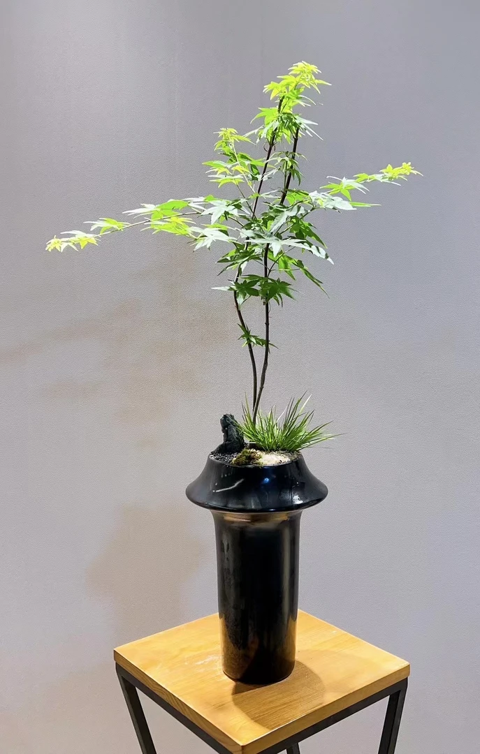 流泉枫盆景一物一拍