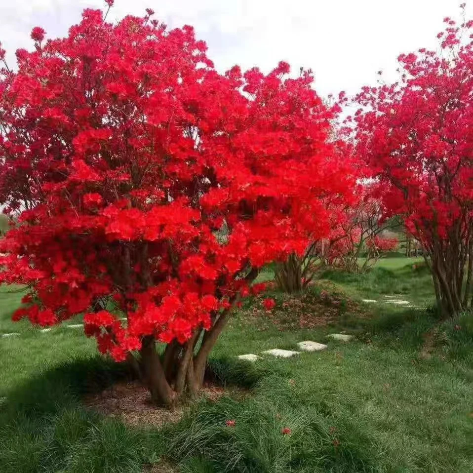 大别山高山映山红