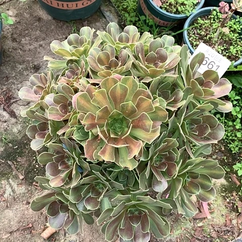 0661女巫中班多肉法师