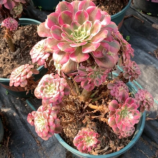 0558红铜白多肉法师