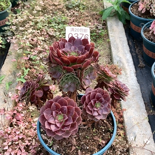0376吃药了多肉法师