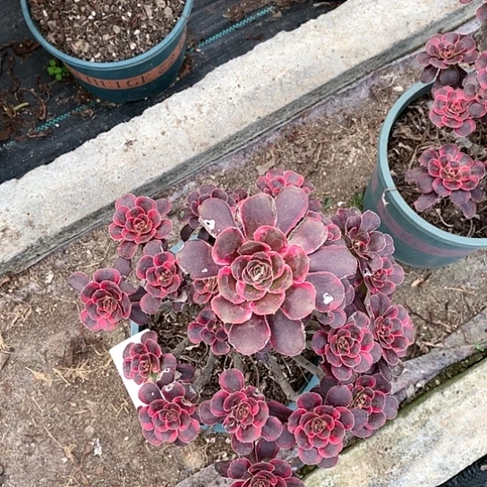 0534丽娜多肉法师