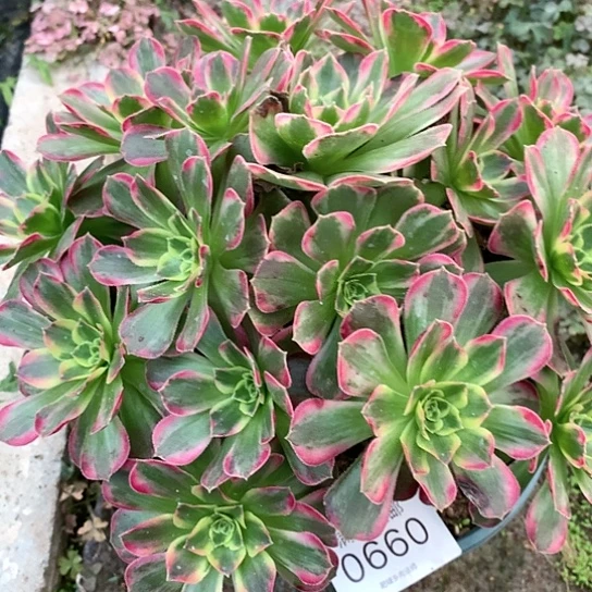 0660安娜多肉法师