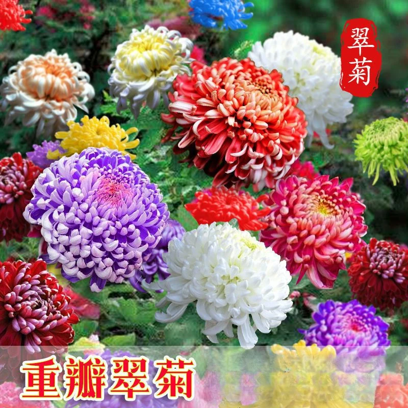 【四季种植矮杆翠菊】翠菊大花四季播种阳台庭院盆栽易活花卉种子
