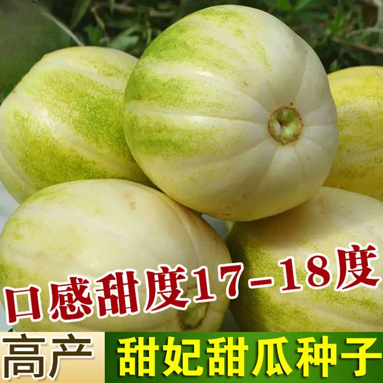 甜妃甜瓜种子东北黄金妃香瓜种籽甜脆黄白皮水果种孑蔬菜瓜果籽种