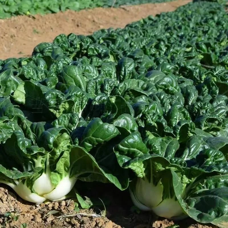 黑油白菜种子小白菜种籽奶白菜乌塌菜四季播乌油冬蔬菜子庭院