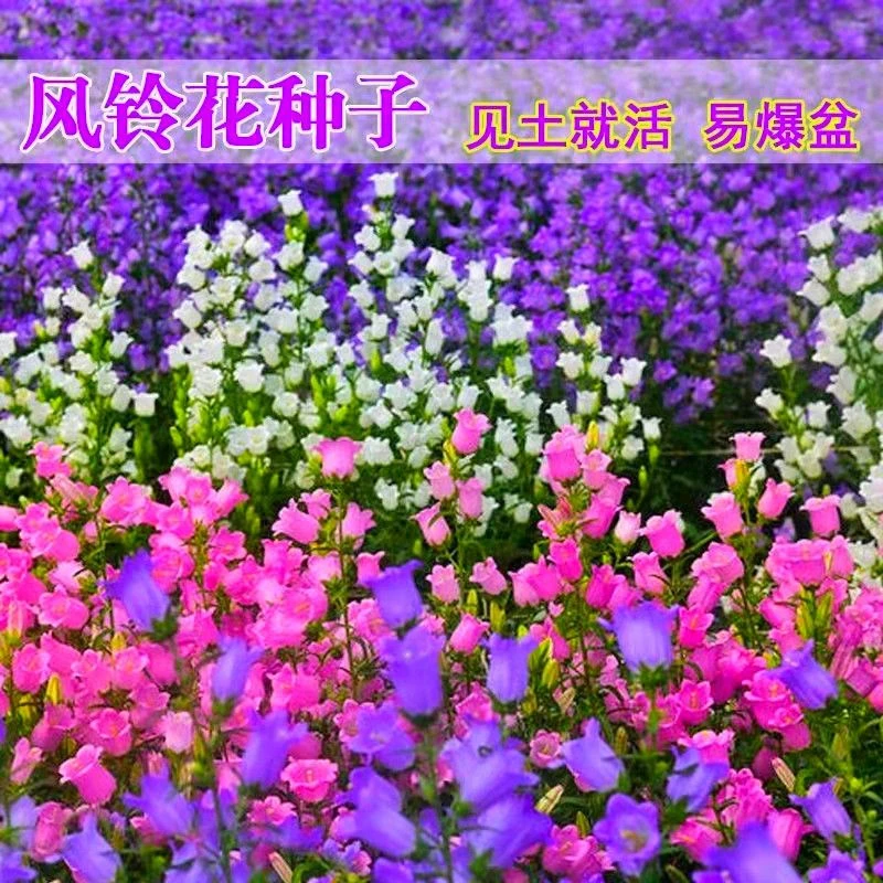 花卉盆栽风铃草种子耐寒耐热阳台庭院观赏植物花卉种花草种子