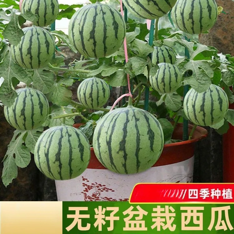 甜麒麟蜜罐薄皮小西瓜种无籽小西瓜四季种植阳台庭院盆栽水果种